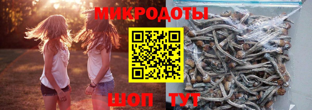 Галлюциногенные грибы Psilocybe Прокопьевск